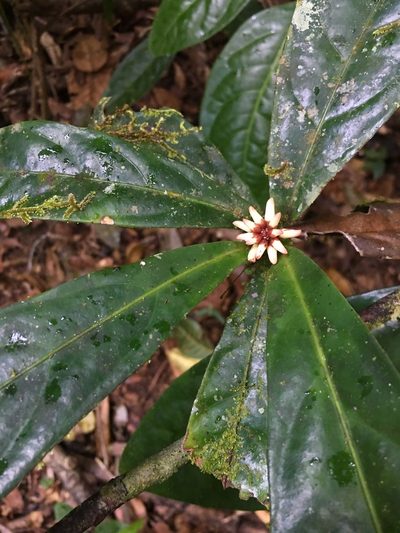 Paypayrola blanchetiana, photographed by B. Phalan