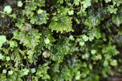 Hypopterygium tamarisci, photographed by Greg Tasney