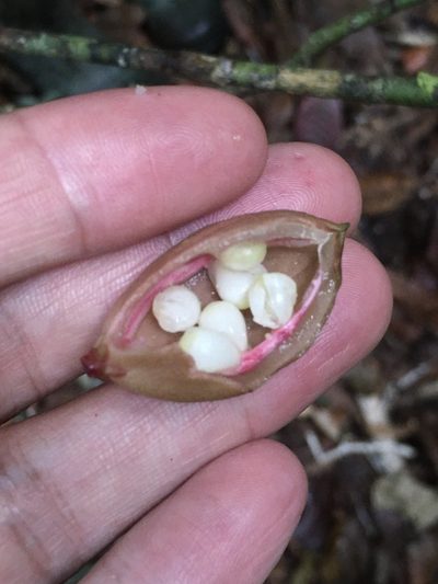 Paypayrola blanchetiana, photographed by B. Phalan