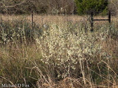 Prunus rivularis, photographed by Michael D Fox