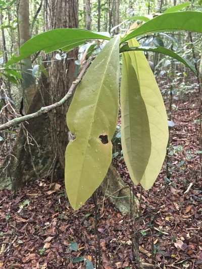 Paypayrola blanchetiana, photographed by B. Phalan