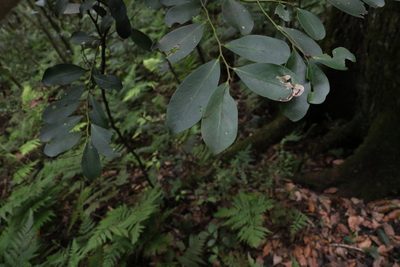 Diospyros australis, photographed by Greg Tasney