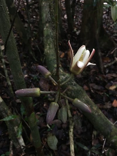 Passiflora contracta, photographed by B. Phalan