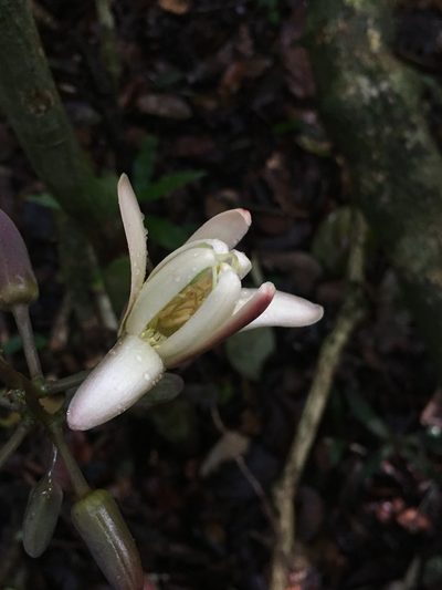 Passiflora contracta, photographed by B. Phalan