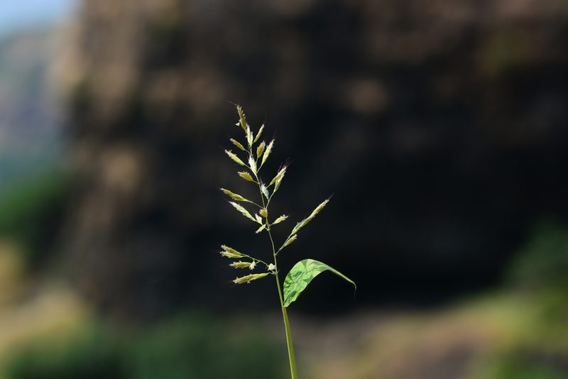 Spodiopogon rhizophorus, photographed by S.MORE