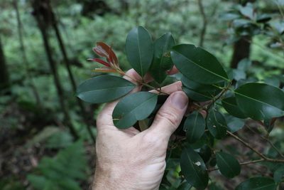Syzygium australe, photographed by Greg Tasney