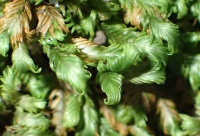 Fissidens ovatus, photographed by Nicola van Berkel