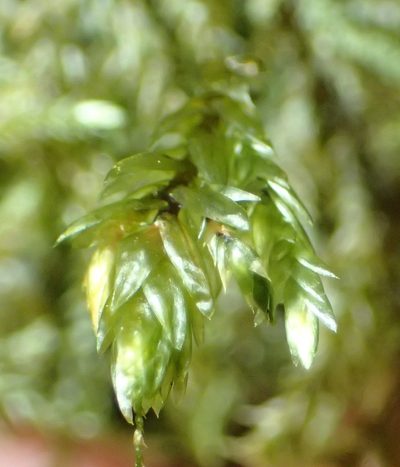 Porotrichum madagassum, photographed by Nicola van Berkel