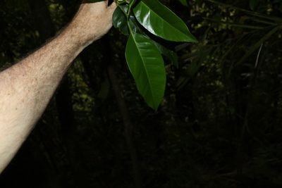 Citrus × aurantium, photographed by Greg Tasney