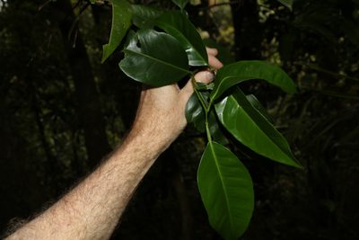 Citrus × aurantium, photographed by Greg Tasney