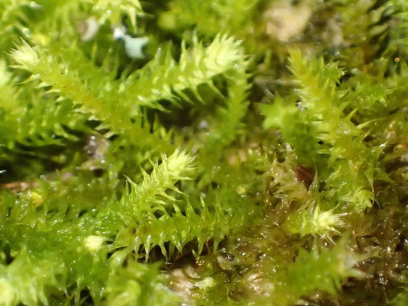 Palamocladium leskeoides, photographed by Nicola van Berkel