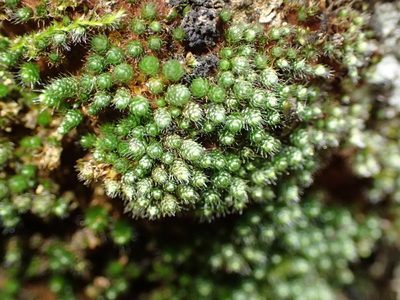 Leptostomopsis pulchra, photographed by Nicola van Berkel