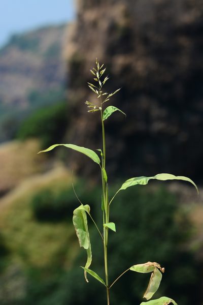 Spodiopogon rhizophorus, photographed by S.MORE