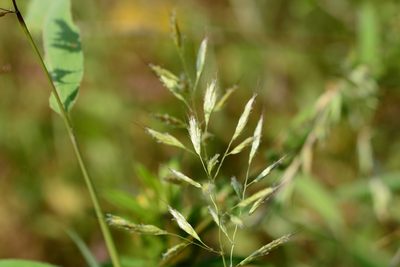 Spodiopogon rhizophorus, photographed by S.MORE