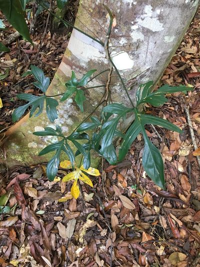 Philodendron pedatum, photographed by B. Phalan