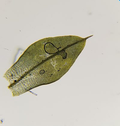 Tortula caucasica, photographed by Helen Waterman