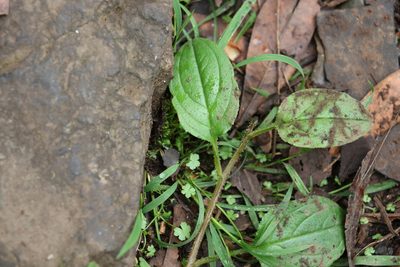 Hackelia latifolia, photographed by Greg Tasney