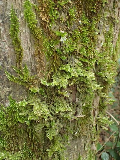 Pterobryopsis hoehnelii, photographed by Nicola van Berkel