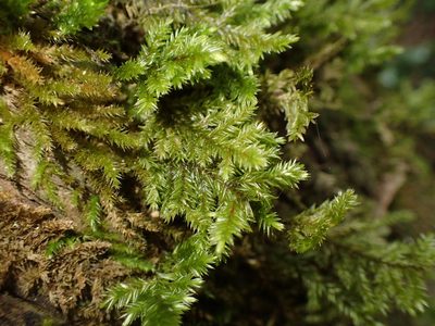 Pterobryopsis hoehnelii, photographed by Nicola van Berkel
