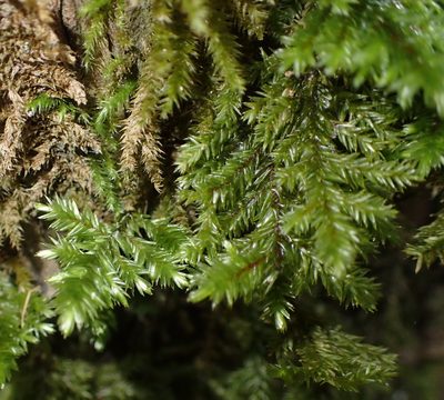 Pterobryopsis hoehnelii, photographed by Nicola van Berkel