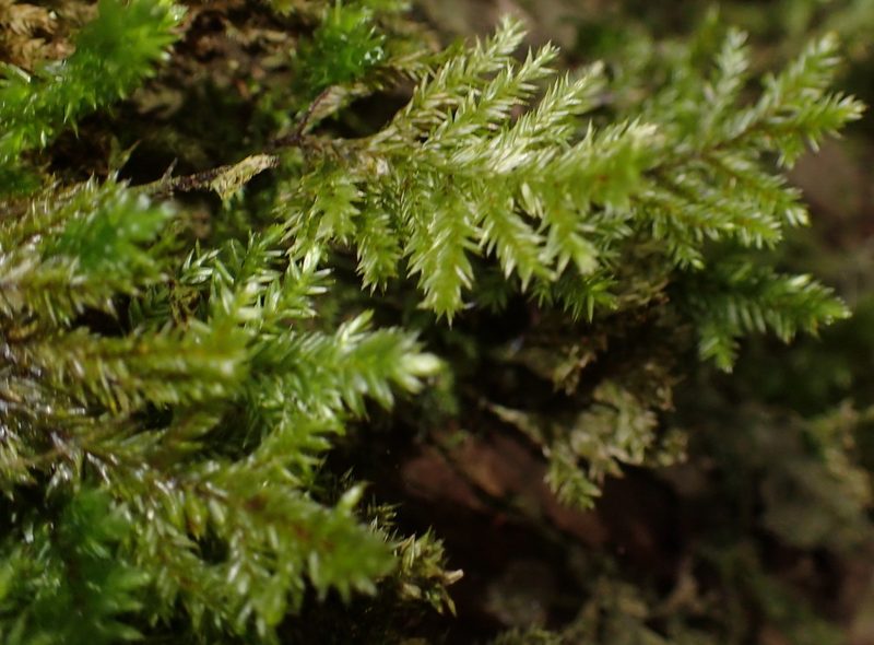 Pterobryopsis hoehnelii, photographed by Nicola van Berkel