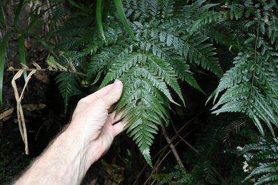 Parapolystichum microsorum, photographed by Greg Tasney