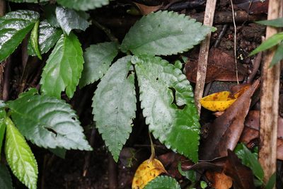 Elatostema reticulatum, photographed by Greg Tasney