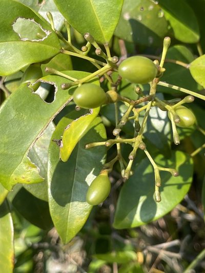 Jasminum lanceolarium, photographed by Yj
