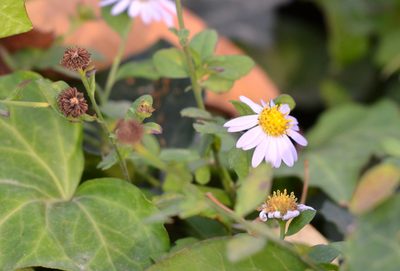 Aster indicus
