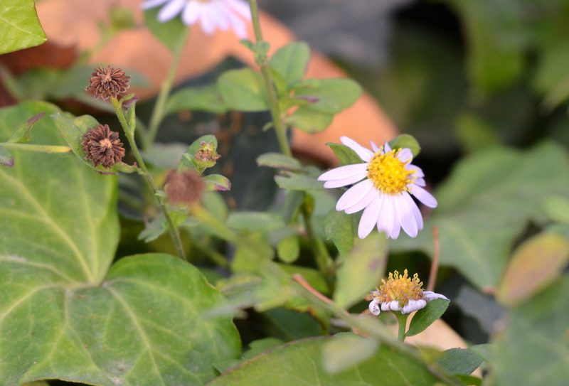 Aster indicus, photographed by Zinogre