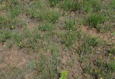 Helichrysum auronitens, photographed by Peter Warren