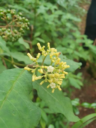 Palicourea pubescens, photographed by Yolanda M. Leon