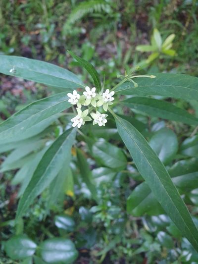 Asclepias nivea, photographed by Yolanda M. Leon