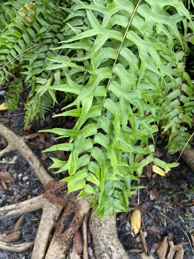 Nephrolepis falcata, photographed by ahaywood.geo