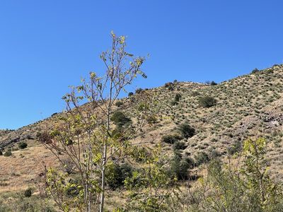 Juglans major, photographed by CK2AZ