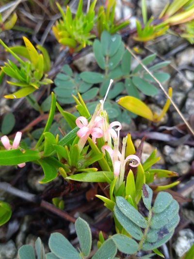 Ernodea cokeri, photographed by Scott Ward