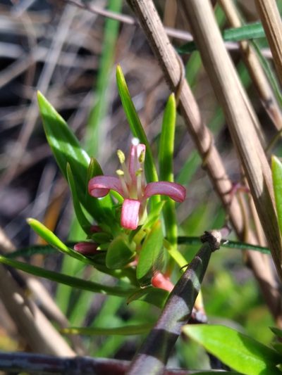 Ernodea cokeri, photographed by Scott Ward