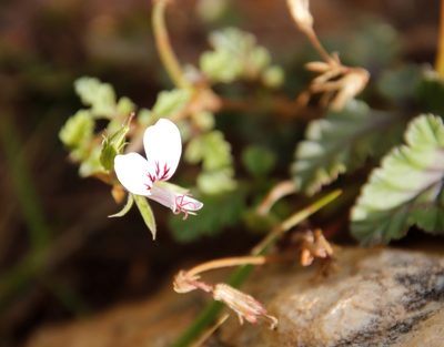 Pelargonium candicans, photographed by Tony Rebelo