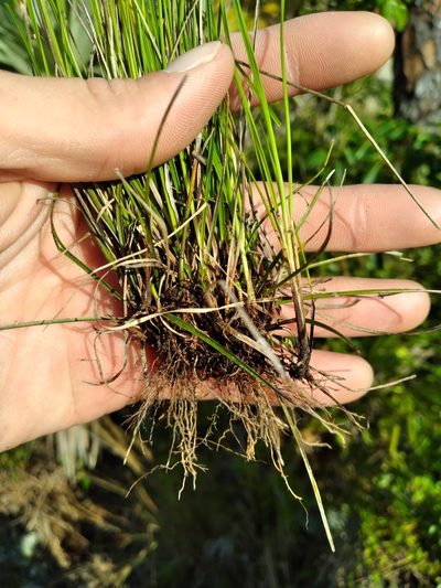 Rhynchospora floridensis, photographed by Scott Ward