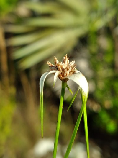 Rhynchospora floridensis, photographed by Scott Ward