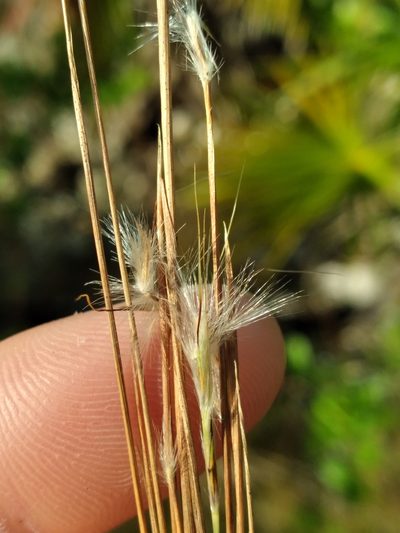 Schizachyrium gracile, photographed by Scott Ward