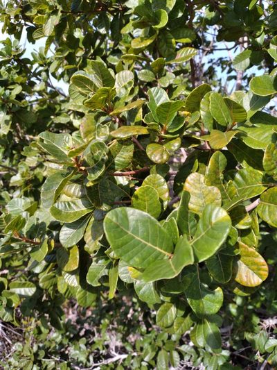 Pisonia rotundata, photographed by Scott Ward