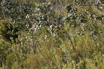Psoralea ivumba, photographed by Tony Rebelo
