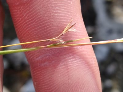 Schizachyrium rhizomatum, photographed by Scott Ward