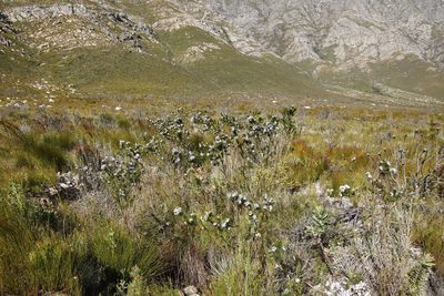 Psoralea ivumba, photographed by Tony Rebelo