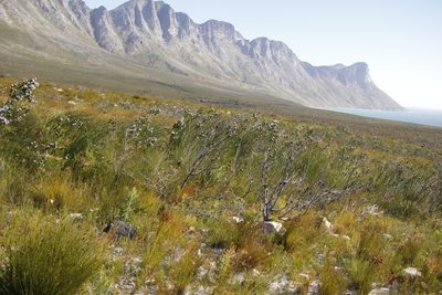 Psoralea ivumba, photographed by Tony Rebelo