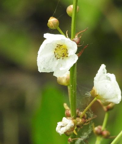 Aquarius grandiflorus, photographed by Hugo Hulsberg