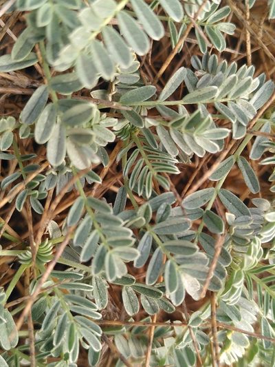 Astragalus tragacantha, photographed by Yves Bas