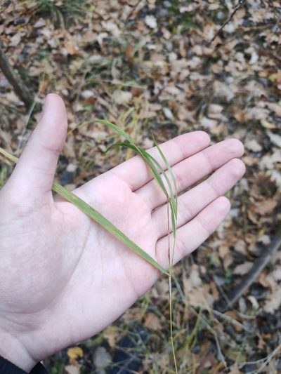Calamagrostis canescens, photographed by eustreptospondylus