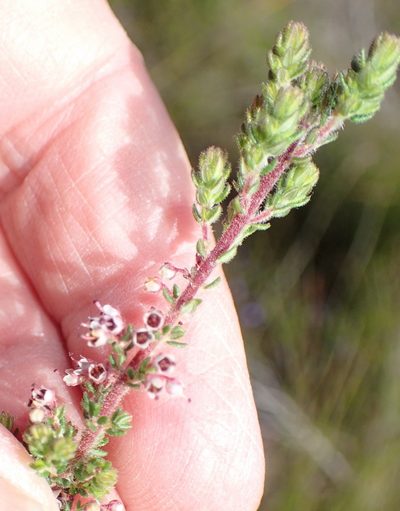 Erica copiosa, photographed by Nicola van Berkel